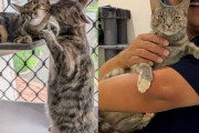 【海外】ちょっとしたつもりが2匹の猫をお持ち帰り！結果的に最高の選択だったって話♡
