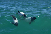 【海外】かわいい「スカンク」ドルフィンが泳ぐ！魅惑の動画で見る癒しのひととき