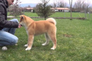 海外「秋田犬は番犬としてもペットとしても最高」秋田犬の子犬のかわいい動画に反響（海外の反応）