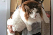 外国人「ウチの猫がいかに巨大かみんなに見せていく！」