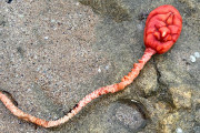 真っ赤なお顔のエイリアン？謎の海洋生物が打ち上げられネットが騒然、その正体は？