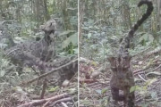 うれしいニュース。絶滅危惧種「ウンピョウ」の母子姿が偶然撮影される