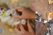 下半身麻痺の子猫が飼い主さんの献身的な回復訓練を受け、今では飛び跳ねて遊べるまでに