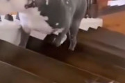 ペットの力関係…犬より猫の立場が上のとき