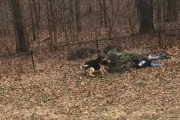 クリスマスツリーを捨てようとしている男性を必至に止めにかかる２匹のワンコ達