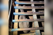 【海外】巨大な動物が重いグレートの下に隠れて発見！奇跡を待つその瞬間とは？