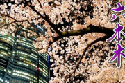 海外「ライトアップされた桜は本当に壮観だね！」ライトアップされた六本木の満開の桜が話題に（海外の反応）