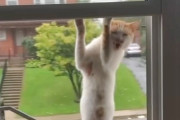 海外NNN案件。窓辺にやって来たオスの野良猫が子育て上手な保育士猫に大変身