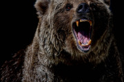 19世紀シベリアのクマ狩り用アーマースーツ