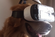 海外「レトリバー、VRを体験する。」ワンちゃんがVRを体験するとこんなリアクションをするみたい。 海外の反応