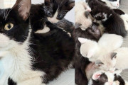 【海外】「猫と8匹の子猫を救出！新たな家族を迎え入れた感動のストーリー」