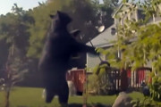 AIかと思ったらマジだった。巨大なクマが住宅地の鳥の餌台を荒らす（アメリカ）