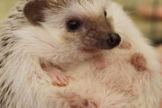 超キュート♡可愛い動物たちの夏休み♡「つま先が宙に浮いています」「この可愛さには複雑な心境です」海外の反応