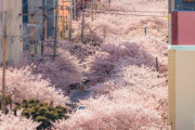 【画像あり】韓国人「韓国済州島の満開の桜が美し過ぎる‥（ﾌﾞﾙﾌﾞﾙ」美しい韓国桜の画像をご覧ください　韓国の反応