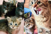 【海外】保護施設の子猫たちを一生懸命お世話した猫、優しい人のおかげでハッピーエンドに！