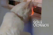 やばい、サツだ！パトカーが近づいてきたときの2匹の猫の反応がギルティー