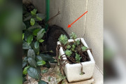 【海外】鉢植えの後ろに現れたふわふわの塊！思わず助けを求めた飼い主の驚きの正体とは？