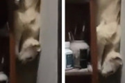 飛ぶだけじゃない！忍法「猫滑り」で棚から降りる猫