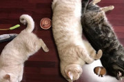 外国人「日本には猫ちゃんを可愛がれる旅館があるらしいぞ！」