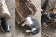 丸太から頭が抜けなくなってしまった子猫のハラハラドキドキな救出劇