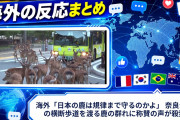 海外「日本の鹿は規律まで守るのかよ」 奈良公園の横断歩道を渡る鹿の群れに称賛の声が殺到