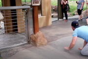 ライオンに自信ニキ「動物園でのライオンとの遊び方を教えてやるぜ！！」ライオン「にゃーん!!」