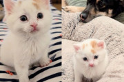 【海外】「助けを求める子猫が犬たちに夢中に！犬の足跡を追いかける感動の物語」