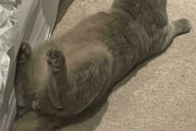 外国人「人間を困惑させた変な猫の写真を見せていくｗｗｗｗ」