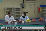 韓国「日本産を越えた国産リンゴ」