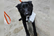 【海外】駐車場で迷子になった犬を見つけたら…まさかのメモが？！