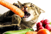 【海外】猫はニンジンを食べられる？その質問の先にある真実とは？