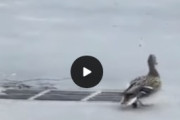 カモの親子が排水溝の上散歩して雛達が落ちていく残酷な映像が海外で話題に