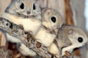 日本「世界各国のニホンモモンガ並にカワイイi動物を教えてほしい！」