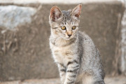 世界で最も喉を鳴らすギネス世界記録な猫♪「猫は自分がライオンだと思っています」マーリンは本当に魔法の子猫です海外の反応