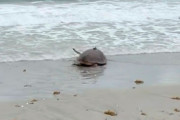 【海外】「捕食者から救出された amputee カメ、重要な使命を託されて野生へ！ – 必見の映像」