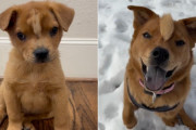 【海外】「特別な頭部の形を持つブロンドの子犬、普通の生活を楽しむ姿に癒される！」