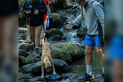 【海外】「森の奥深くで発見！痩せた子犬がハイカーたちに後を追う理由とは？」