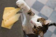 【海外】猫はチーズを食べても大丈夫？猫が食べられるチーズの種類を徹底解説！