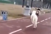 本物の馬力ってやつを教えてやるよ。馬とバイク、どっちの馬力が強いのか。海外の反応