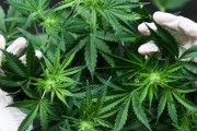 【世も末】インドの警察、押収した大麻160kgのうち1kgだけ報告書に→ 残りは全て自分たちで売りさばいてしまうｗｗｗｗ