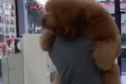 抱っこして抱っこして！抱っこされたくて仕方がない大きなふわふわ犬。海外の反応