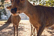 海外「日本は動物も礼儀正しい」 奈良の鹿が横断歩道で道を渡ってる姿が話題