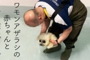 海外の反応「日本のアザラシ『ミゾレちゃん』の初日の水泳レッスン」