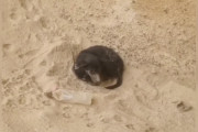 【海外】「見捨てられた犬を救った自転車ライダー、感動の“天使”エピソード」