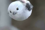 外国人が和んでしまった動物写真リスト　日本のシマエナガもランクイン