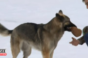 「命の恩人か天使ですね」飼い主の事故現場に警察を誘導したシェパードさん、名犬ラッシーが現れたと話題に