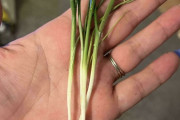 外国人「小さすぎてユーモラスな野菜や果物をまた見せていくｗｗｗｗ」