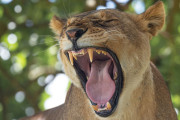 【海外】動物はなぜ歯を磨かないのか？その理由と驚きの真実とは！
