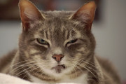 家で飼われてるネコは年間186匹の動物を殺してたことが判明！ 殺戮マシンと恐れられる事態に！！
