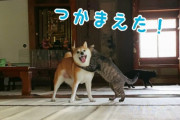 犬と猫が鬼ごっこする日本の平和な日常（海外の反応）